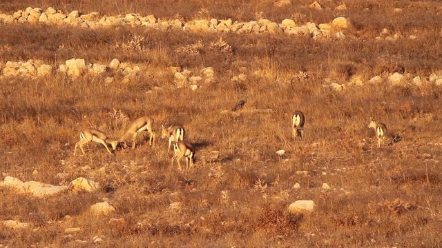 Israeli mountain gazelle fighting Beautiful long shot of Israeli mountain gazelle horn fighting
