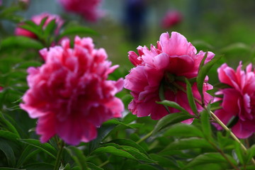 Blooming peony, very beautiful