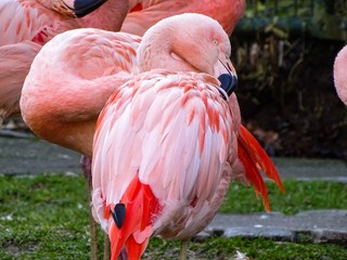 Flamingo