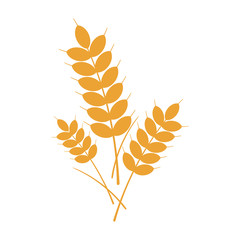 Golden Barley - Golden barley isolated on white background