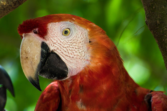 cotorro