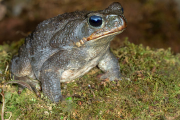 Giant neotropical cane toad (Rhinella marina) on the floor of rain forest, Alajuela, Costa Rica.