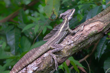 Basilisk (Basiliscus basiliscus) warming under sun on a tree branch, Puntarenas, Costa Rica.