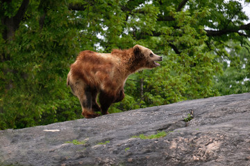 Obraz na płótnie Canvas Brown bear jumping on a big rock with his mouth open