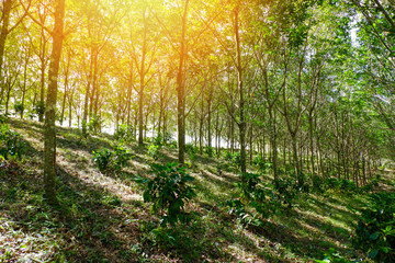 Rubber plantation / Agriculture of rubber trees forest on hill in asia and sunlight sunset with Coffee tree under rubber plantation Mixed agriculture plant tree 