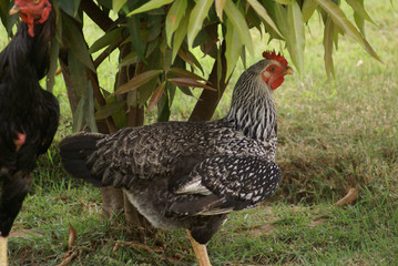 hen on farm
