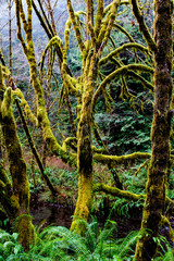 Lost Man Creek, Northern California. December 2018 _DSC1431