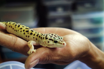 Gecko with bottled Skin Lying on Hand
