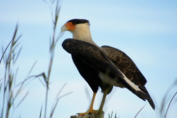 bird of prey
