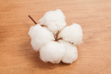 Gossypium-Cotton flowers on wooden background