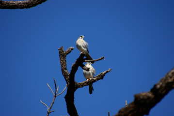 birds on tree