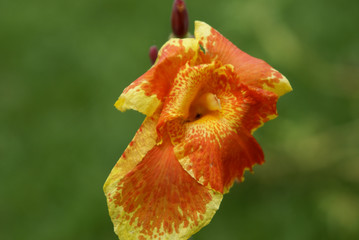 flower with water drops of dew