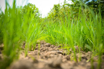 Arid green rice field Cracked ground dry land during the dry season in rice field agriculture area natural disaster damaged agriculture