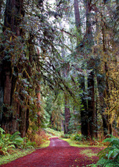 A road less traveled_DSC1484 -1