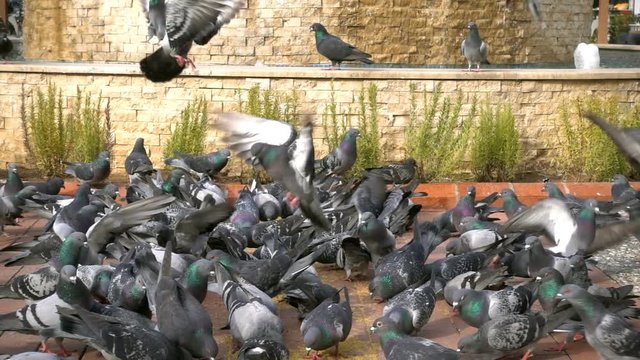 Animal Bird Pigeons
