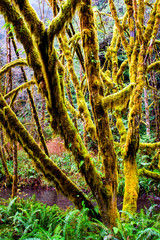 Lost Man Creek, Northern California. December 2018 _DSC1428