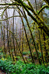 Lost Man Creek, Northern California. December 2018 _DSC1429