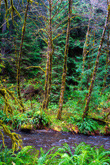Lost Man Creek, Northern California. December 2018 _DSC1430