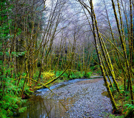 Lost Man Creek _Panorama2