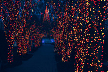 Holiday lights on trees in a garden