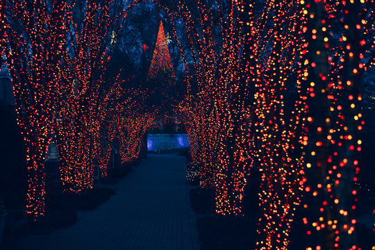 Holiday Lights On Trees In A Garden