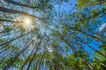 Green leaves on pine trees with a blue sky and white clouds in the spring afternoon