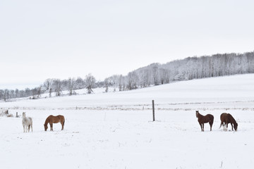 Four horses in a snowy pasture in winter standing and grazing