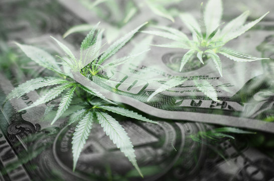 Marijuana Profits With Cannabis Leaves With Black & White Money High Quality 
