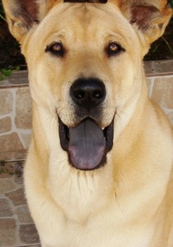 Cachorro