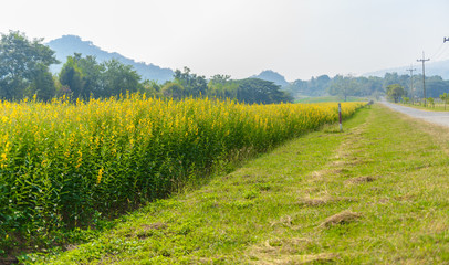 Fototapeta na wymiar landscape view of yellow Sunn Hemp field