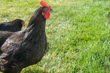 Are you feeling Chicken?