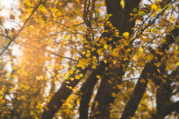 autumn leaves in sunlight