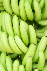Green bunches of Cavendish banana