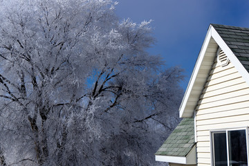 Beautiful Frosted Trees
