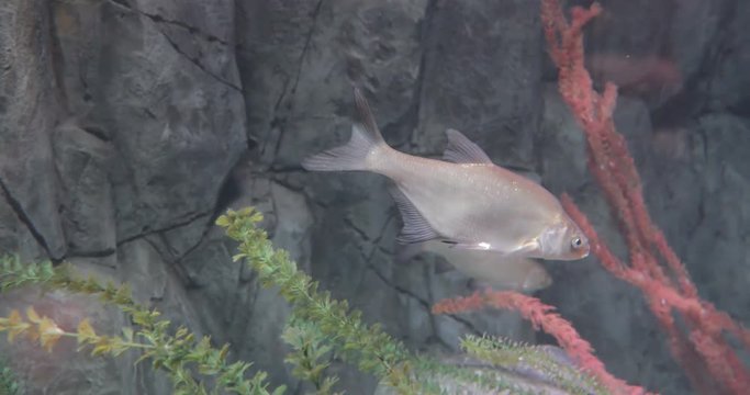 Barbus meridionalis, Barbel fish