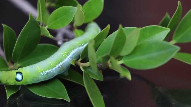 Oleander hawkmoth caterpillar  (Daphnis nerii, Sphingidae) creeping on the branch of tree with dark background.