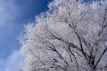 Beautiful Frosted Trees