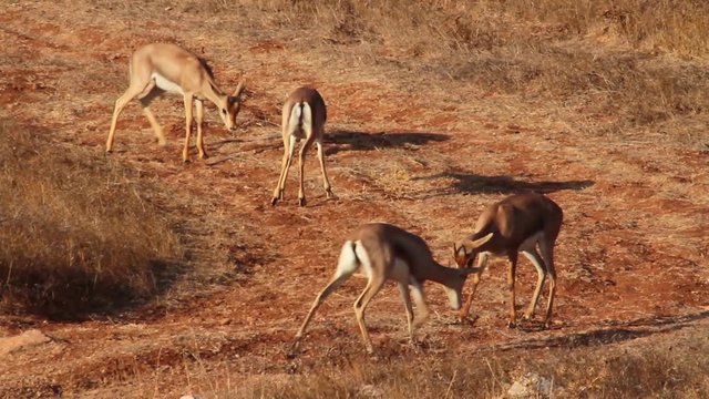 Israeli mountain gazelle fighting Beautiful long shot of Israeli mountain gazelle horn fighting