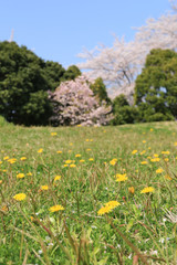 春の風景　桜とタンポポの風景　桜とタンポポ　満開