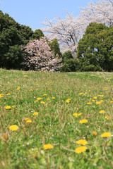 Obraz premium 春の風景 桜とタンポポの風景 桜とタンポポ 満開
