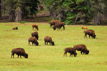 American Bison Herd at Grand Canyon