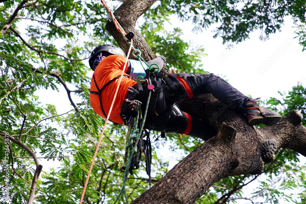 Canvas Prints arborist or tree surgeon professional climbing high tall tree on ropes used safety equipment at park