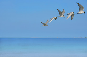 Seagull flying rise to milestone high on light blue sky at seaside.