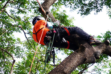 Arborist or tree surgeon professional climbing high tall tree on ropes used safety equipment at park.