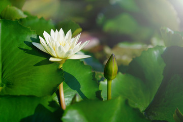 Blooming and budding beautiful white lotus or water lily flower with green leaves background in pond.