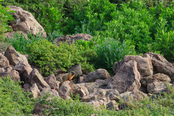 Golden Marmot at Brian Head, Utah