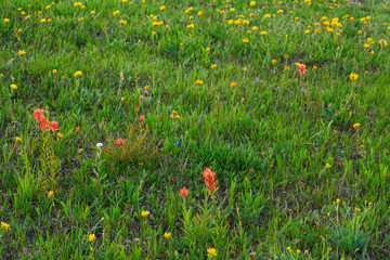 Wildflower Meadow in Cedar Breaks National Monument, Utah