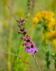 bee on a flower