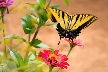 Two-tailed Swallowtail Butterfly takes flight from a colorful zinnia garden