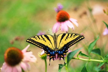 A Two-tailed Swallowtail butterfly in an echinacea garden